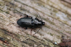 Pterostichus oblongopunctatus