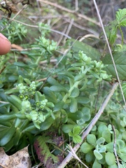Sedum spathulifolium