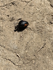 Lytta sublaevis