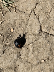 Lytta sublaevis
