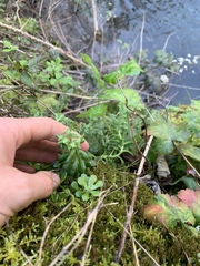 Sedum spathulifolium