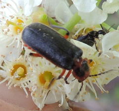 Atalantycha bilineata