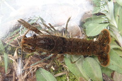 Procambarus hirsutus