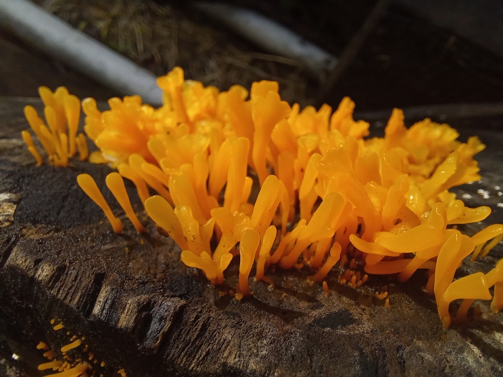 Fanshaped Jelly Fungus from XV46+Q8C, Provincia de Puntarenas, Jicaral