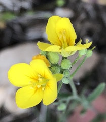 Physaria recurvata