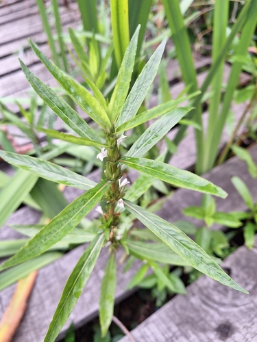 Image of Hygrophila costata by (c) Rocío Esmeralda Pose, some rights reserved (CC BY)
