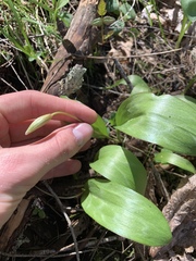 Erythronium multiscapideum