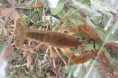Procambarus troglodytes