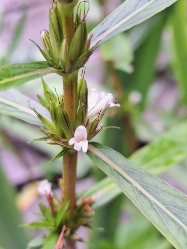 Image of Hygrophila costata by (c) Rocío Esmeralda Pose, some rights reserved (CC BY)