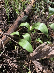 Erythronium multiscapideum