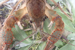 Procambarus troglodytes