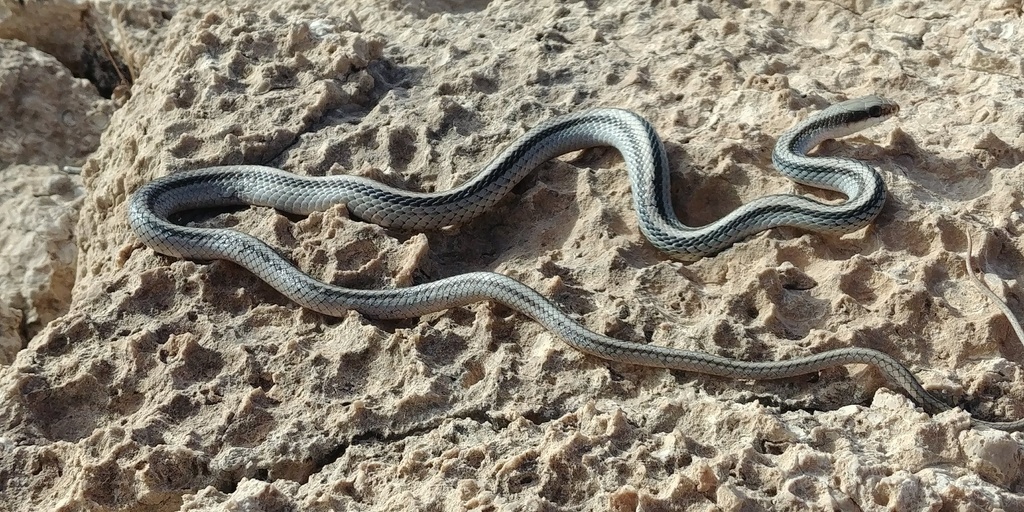 Eastern Patch-nosed Snake From Carlsbad Caverns National Park, Carlsbad 