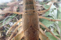 Procambarus troglodytes