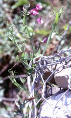 Lathyrus clymenum