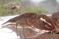 Procambarus troglodytes