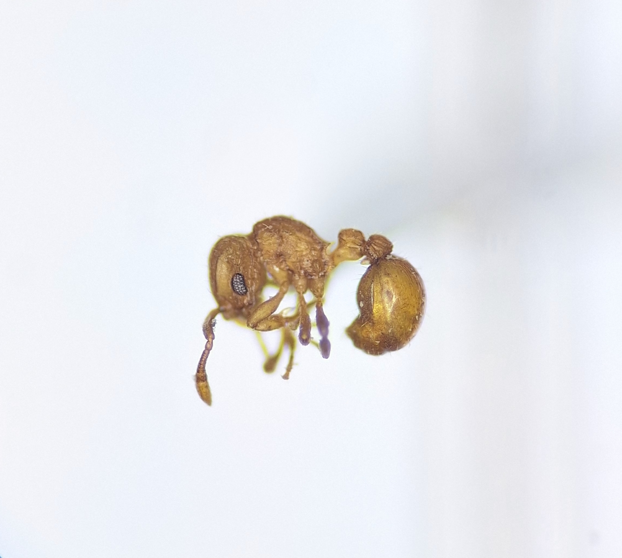 Wasmannia scrobifera