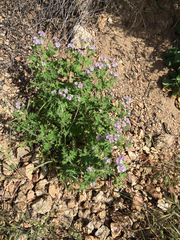 Phacelia cicutaria
