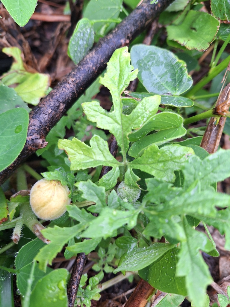 Blumenbachia latifolia from Zona de Reserva, Provincia de Buenos Aires