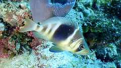 Barred Hamlet photo 3