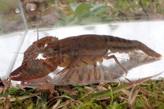Procambarus troglodytes