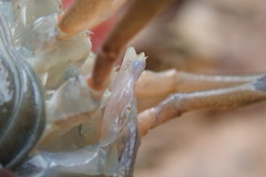 Procambarus troglodytes