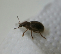 Sciaphobus squalidus