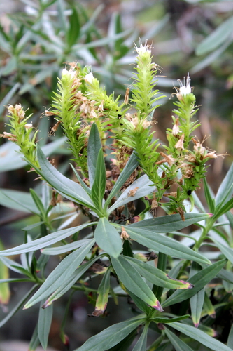 Echium handiense