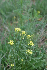 Erysimum repandum