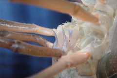 Procambarus troglodytes