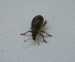 Sciaphobus squalidus
