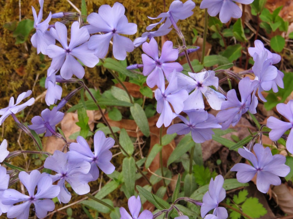 blue phlox from Frozen Head State Park, 964 Flat Fork Rd, Wartburg, TN ...