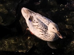 Anas platyrhynchos domesticus