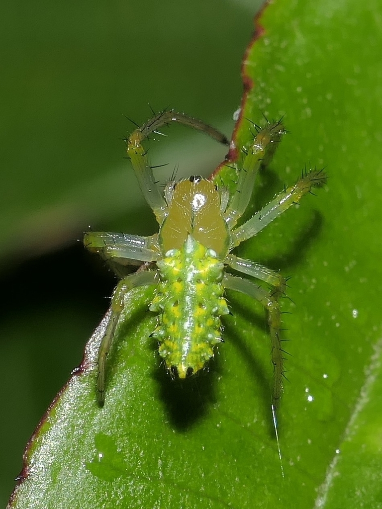 Alpaida chickeringi