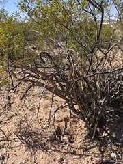 Peniocereus greggii greggii