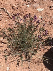 Astragalus preussii