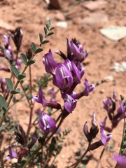 Astragalus preussii