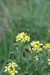 Erysimum repandum