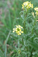 Erysimum repandum