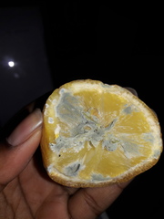 Penicillium italicum