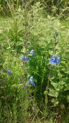 Salvia reptans