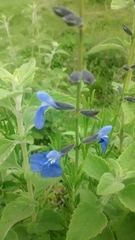 Salvia reptans