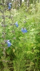 Salvia reptans
