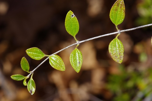 Image of Philadelphus texensis by (c) Michelle W. （鍾偉瑋）, some rights reserved (CC BY)
