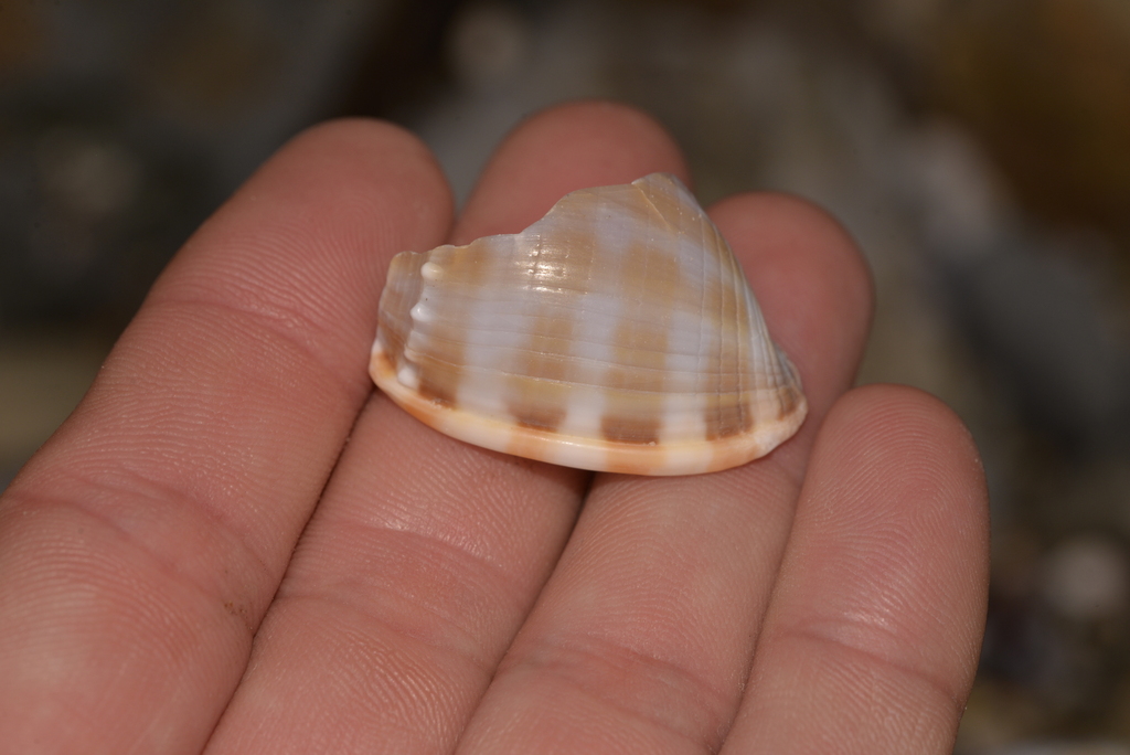 Banded Bonnet Snail from Arrawarra NSW 2456, Australia on November 24 ...