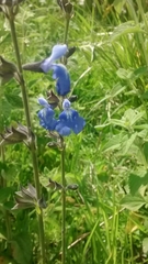 Salvia reptans