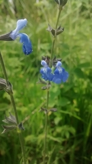 Salvia reptans