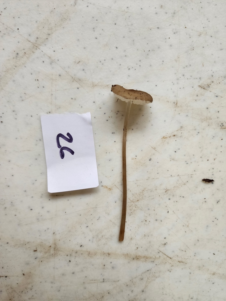 Beech Rooter Beech Rooter from Norwood, LA 70761, USA on December 1, 2023 at 03:43 ...