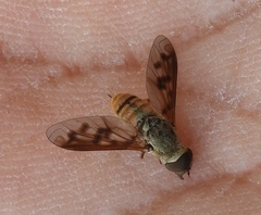 Neodiplocampta