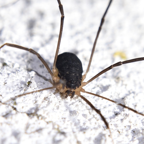 Nelima atrorubra