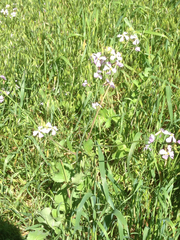 Raphanus raphanistrum raphanistrum